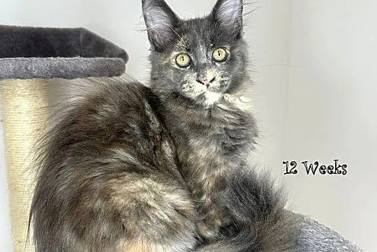 Kocięta Maine COON--N/N, Mazowieckie, Warszawa