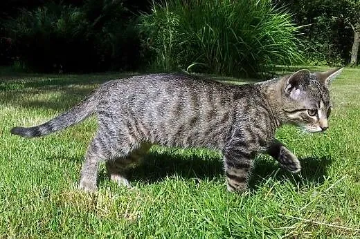 Kociczka i kocurek 2-3 miesieczne,adopcja!!,  świę