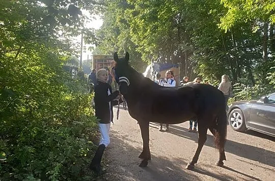 Wałah do sportu D gr., , 