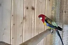 Rozella Białolica