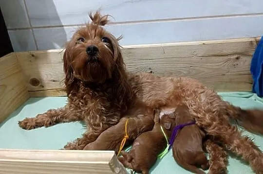 Cavapoo f1b
