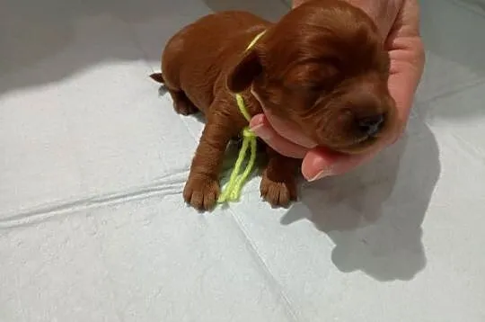 Cavapoo f1b, Małopolskie, Miechów