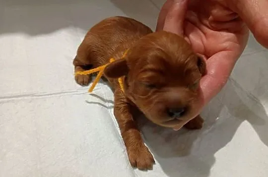 Cavapoo f1b, Małopolskie, Miechów