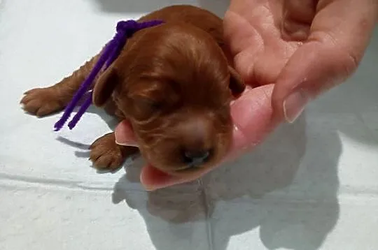 Cavapoo f1b, Małopolskie, Miechów