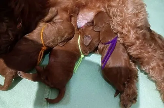 Cavapoo f1b, Małopolskie, Miechów
