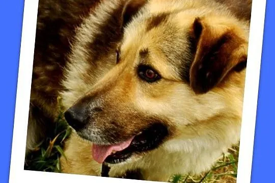 Grzeczny, duży 30 kg,łagodny,bardzo przyjacielski pies HORK_Adopcja_