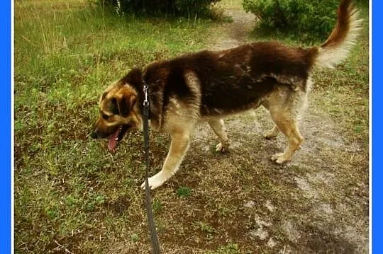 Grzeczny, duży 30 kg,łagodny,bardzo przyjacielski 