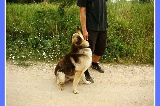 Grzeczny, duży 30 kg,łagodny,bardzo przyjacielski 