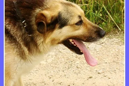 Grzeczny, duży 30 kg,łagodny,bardzo przyjacielski 