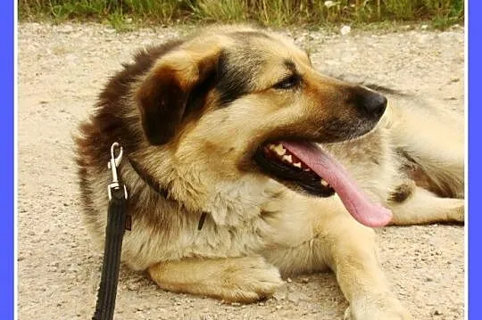 Grzeczny, duży 30 kg,łagodny,bardzo przyjacielski 