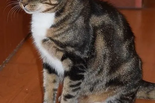 Ok 2 letnia kotka MARLENKA traci dom, PILNIE szuka