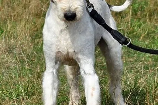 Przytul Skipka :),  warmińsko-mazurskie Olsztyn