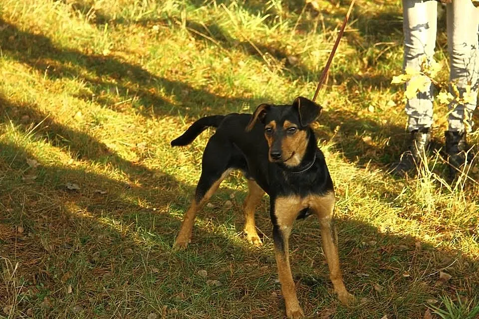 Roczny Lutek, kochający człowieka, pojętny i bezko