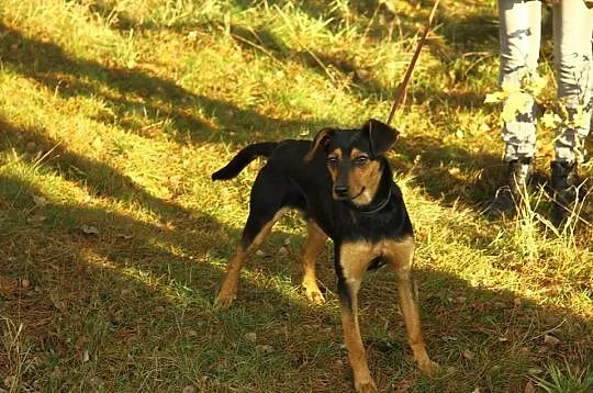 Roczny Lutek, kochający człowieka, pojętny i bezko