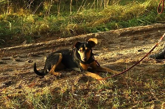 Roczny Lutek, kochający człowieka, pojętny i bezko
