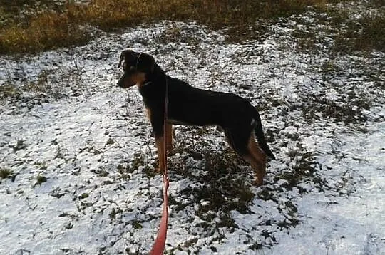 Roczny Lutek, kochający człowieka, pojętny i bezko