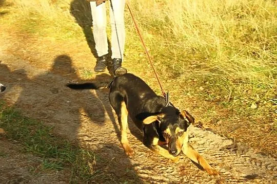 Roczny Lutek, kochający człowieka, pojętny i bezko