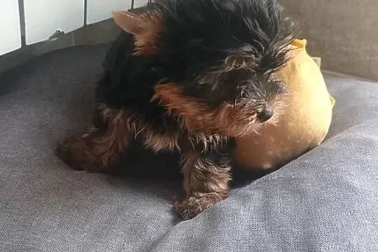York Yorkshire terrier -suczka-mini
