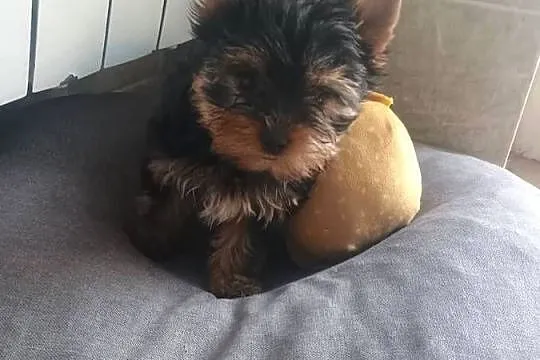York Yorkshire terrier -suczka-mini, Kujawsko-pomorskie, Radziejów