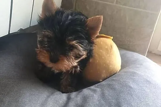 York Yorkshire terrier -suczka-mini, Kujawsko-pomorskie, Radziejów