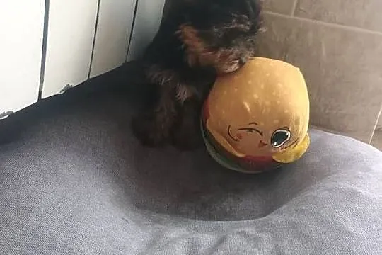 York Yorkshire terrier -suczka-mini, Kujawsko-pomorskie, Radziejów