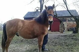 Konie Huculskie, Kluczbork