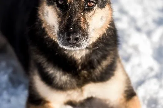 Leo - idealna mieszanka psiej energii i oddania:) 