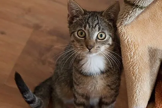 4 miesięczny kocurek Mali szuka domu