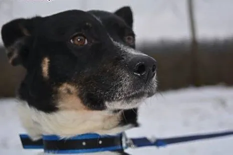 Haker pilnie pilnie szuka domu FILM,  Kundelki cał