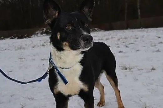 Haker pilnie pilnie szuka domu FILM,  Kundelki cał
