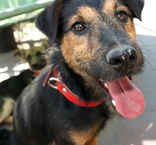 Bombel-psi ideal do adopcji, podlaskie Wysokie Ma