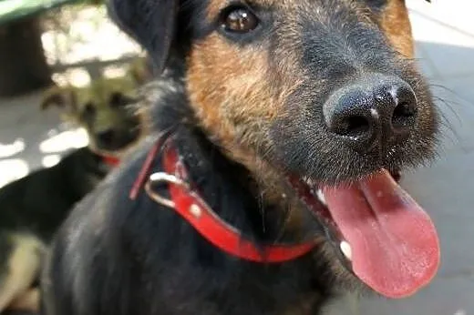 Bombel-psi ideal do adopcji,  podlaskie Wysokie Ma