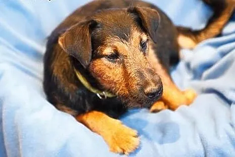 Bombel-psi ideal do adopcji,  podlaskie Wysokie Ma