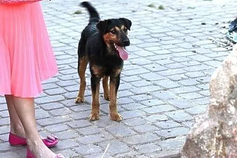 Bombel-psi ideal do adopcji,  podlaskie Wysokie Ma