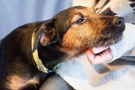 Bombel-psi ideal do adopcji,  podlaskie Wysokie Ma