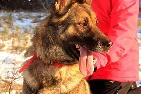Bombel-psi ideal do adopcji,  podlaskie Wysokie Ma