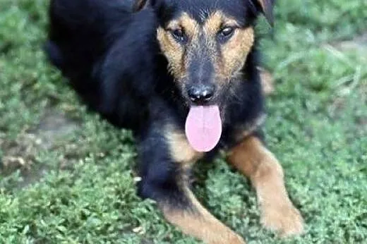 Bombel-psi ideal do adopcji,  podlaskie Wysokie Ma