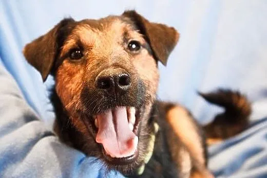 Bombel-psi ideal do adopcji,  podlaskie Wysokie Ma