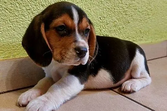 Beagle, szczenięta beagle, pieski, suczki