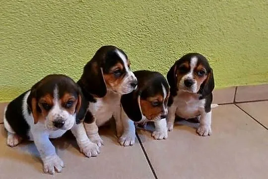 Beagle, szczenięta beagle, pieski, suczki, Opolskie, Głogówek