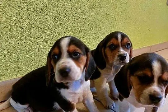 Beagle, szczenięta beagle, pieski, suczki, Opolskie, Głogówek