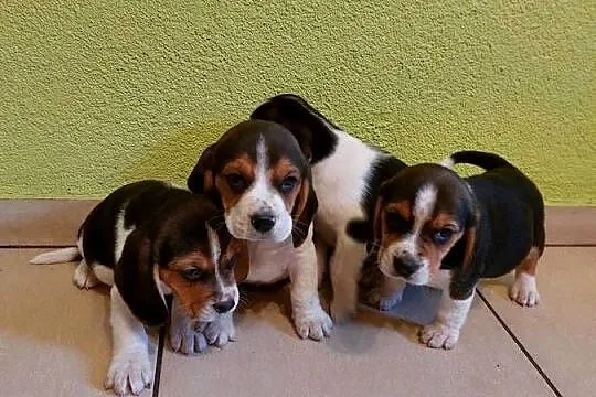 Beagle, szczenięta beagle, pieski, suczki, Opolskie, Głogówek