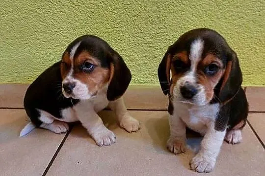 Beagle, szczenięta beagle, pieski, suczki, Opolskie, Głogówek