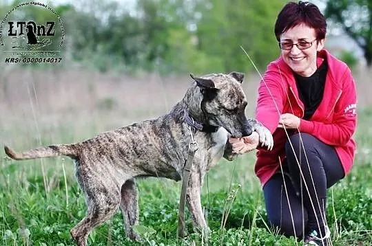 Amstaffka Dora pręgowanej barwy czeka na dom