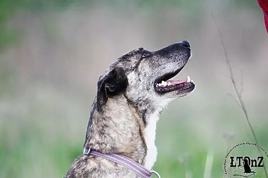 Amstaffka Dora pręgowanej barwy czeka na dom