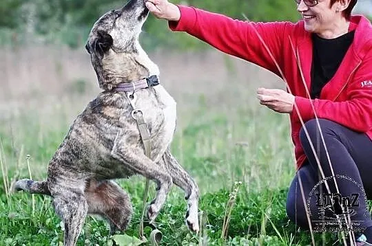 Amstaffka Dora pręgowanej barwy czeka na dom