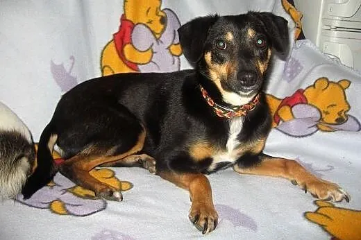 Ewi-malutka,bardzo grzeczna,wysterylizowana,adopcja!!,  świętokrzyskie Kielce