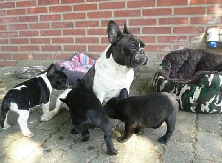Buldog Francuski Szczeniaki Buldog francuski, , Wrocław