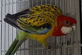 Papuga gold mantel, Bielsko-Biała