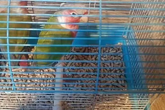Papugi Rudosterki  red face pineple, Śląskie, Tychy